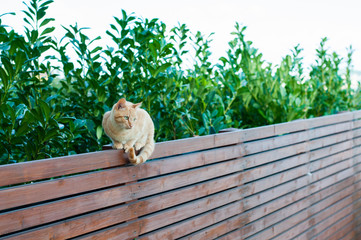 gatto rosso in equilibrio su una staccionata in legno teak davanti ad una siepe di laurus