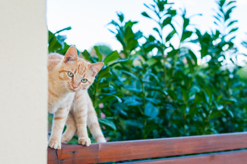 gatto rosso in equilibrio su una staccionata in legno teak davanti ad una siepe di laurus