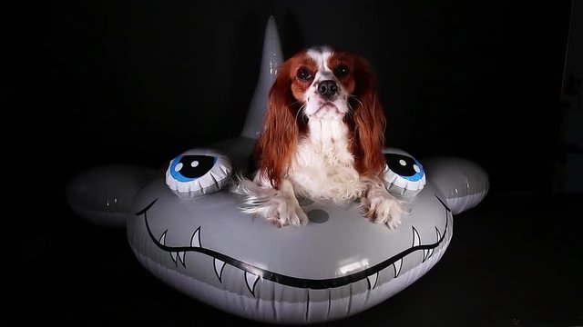 Dog floating toy water concept