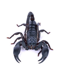 Scorpion of a white background.