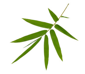 bamboo leaves isolated on white background