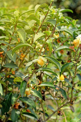 Fototapeta premium tea Flowers