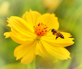 Flying Honey Bee,honeybee pollinated of yellow flower
