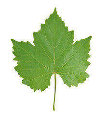 grape leaf on white background.