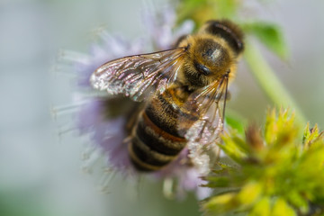 Blossom of mentol plant.