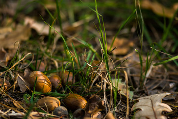 Acorn close-up on the leaves. Brown acorn in the forest