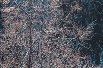 Conceptual close-up background photo of a frozen tree at cold winter morning with copy-space