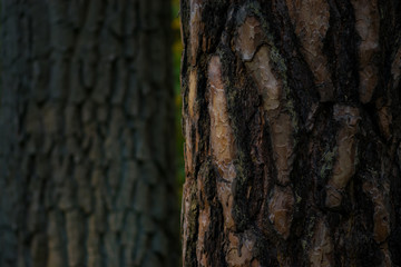The relief texture of the brown oak bark