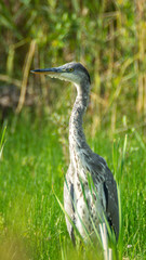 Grey heron (Ardea cinerea) close up standing in field in summer sun