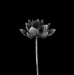 Lotus flower isolated on black  background. - 229533019