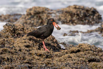 One oyster catcher with black mussle in its beak