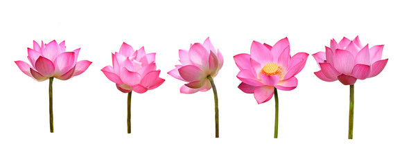 lotus flower - 229533080