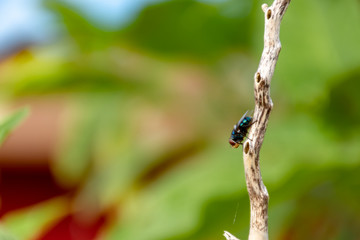 Green flies on tree branches in a park.
