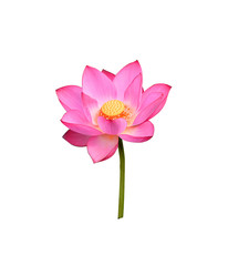 Lotus flower  on white background. - 229533092