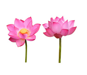 lotus flower - 229533094