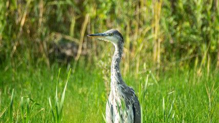 Grey heron (Ardea cinerea) close up standing in field in summer sun