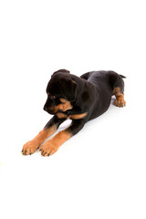 Rottweiler Puppy, thirteen weeks, laying down looking to side with paws outstretched, against white background