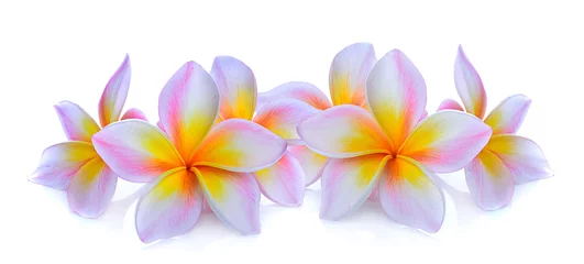Poster Frangipani flower isolated on white © anatchant