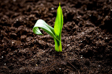 Concept appearance of life - sprout from soil close up