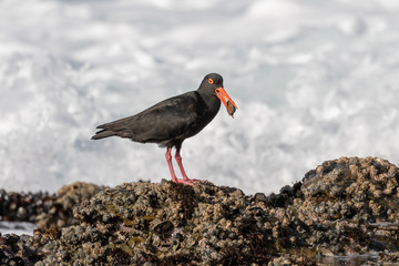 One african black oystercatcher with black mussel in its beak
