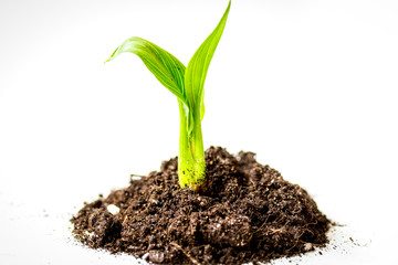Concept birth of idea- sprout from soil on white background