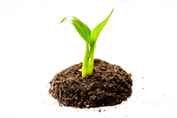 Concept birth of idea- sprout from soil on white background