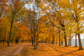 Artistic autumn forest photographs 