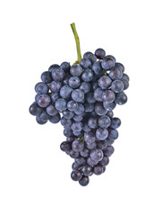 purple grapes  Isolated on white background