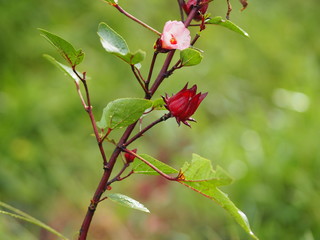 Close up Rosella, Jamaican Sorel, Roselle, Rozelle, Sorrel, Red Sorrel, Kharkade, Karkade, Vinuela, Cabitutu