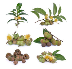 tea seed on white background