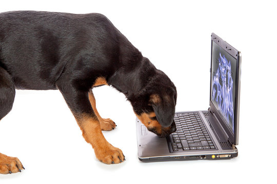 Rottweiler puppy examining laptop keyboard, against white background
