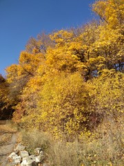 yellow trees in autumn