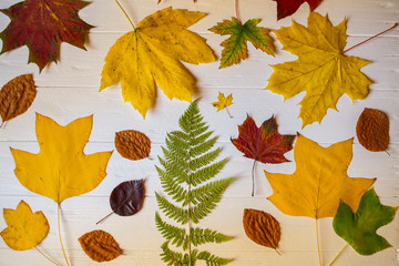 Autumn leaves on a white wooden background. Bright pattern.