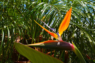 Strelitzia reginae exotic plant also known as a Bird of Paradise flower or Crane flower in a tropical garden of Tenerife,Canary Islands,
Spain.Selective focus.