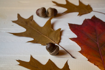 Autumn leaves on a white wooden background. Bright pattern.