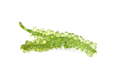 Sea grapes ( green caviar ) seaweed on white backgroun