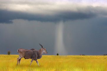 Eland amid a storm rain/ Eland amid a storm rain in Savannah Ngorongoro
