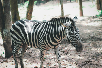 Fototapeta na wymiar zebra animal wild