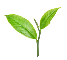 Green tea leaf on white background