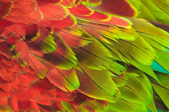 Colorful Macaw parrot. feather.