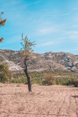Fototapeta premium Detached tree on the background of the mountain in Provence