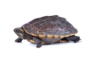 turtle on white background