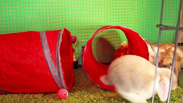 Tunnel Pet tube indoor playground rabbit toy. Lop cat toys