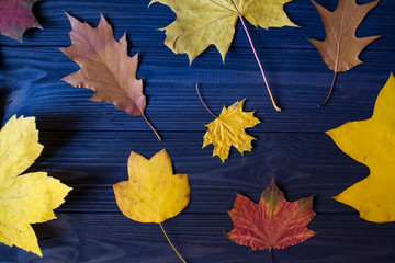Autumn leaves on a blue wooden background. Bright natural pattern.