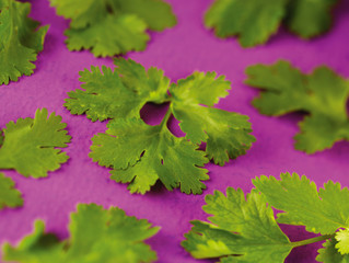 FRESH CORRIANDER / CILANTRO