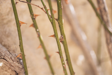 Sharp rose thorns in the garden