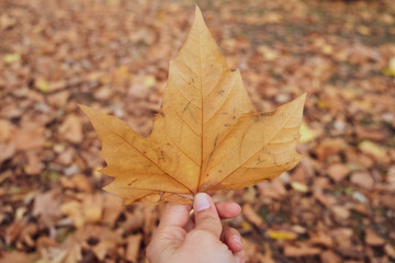A human hand holding an Autumn leaf