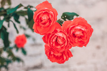 Red large roses in a garden in France