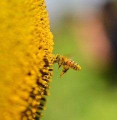 Bee on flower