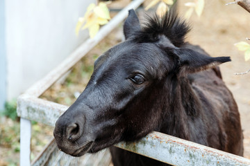 black donkey asks for food